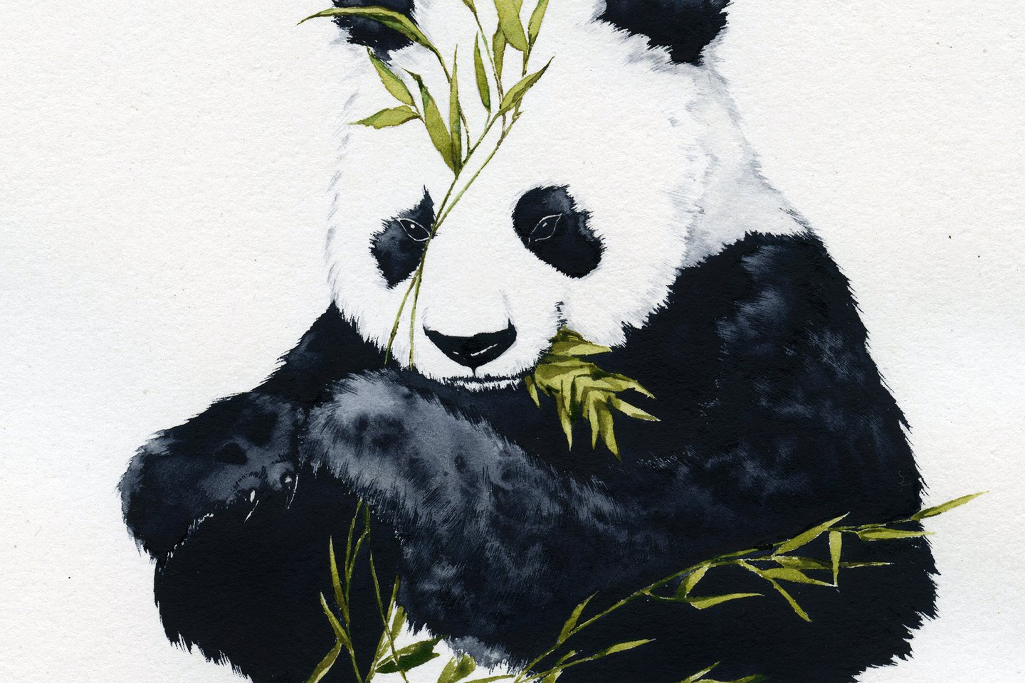 1612412401_7-p-panda-risunok-akvarelyu-7.jpg