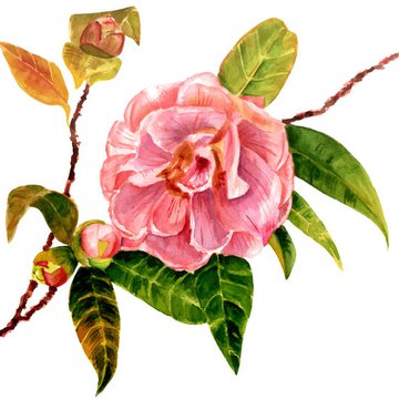 Camellia-watercolor-hand-drawn-vector.jpg