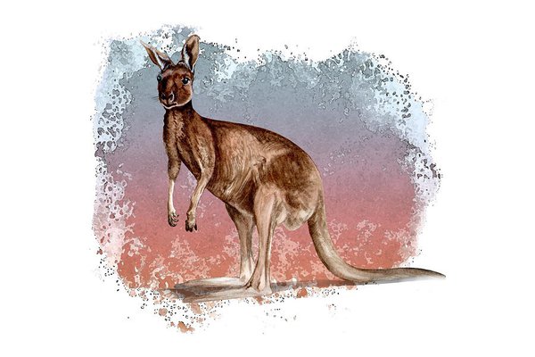 Inkedaustralian-red-kangaroo-simon-read_LI.jpg
