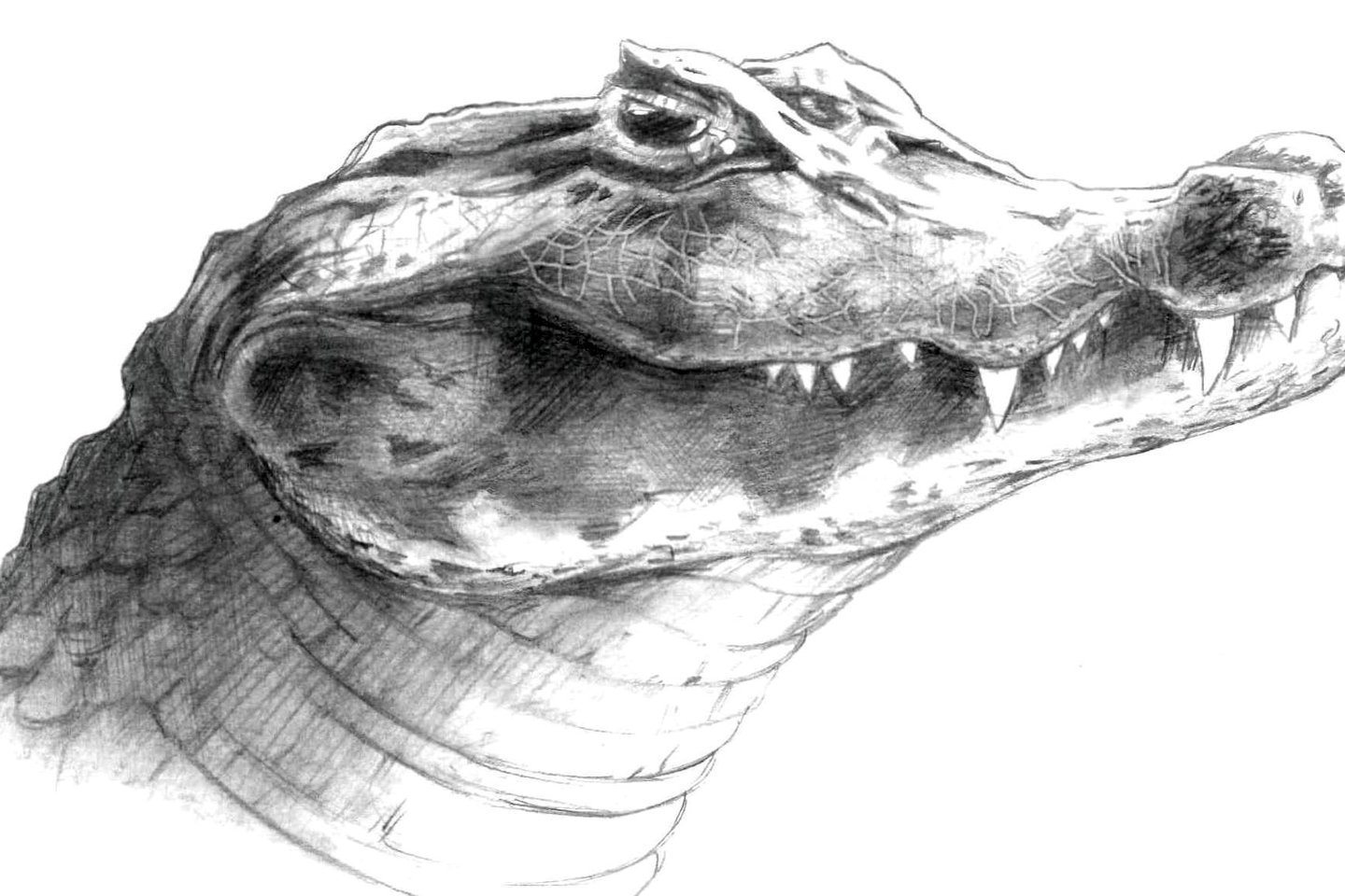 Крокодил.jpg