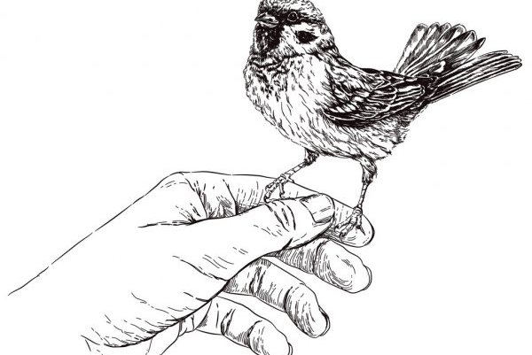 depositphotos_74353303-stock-illustration-sparrow-sitting-on-hand.jpg