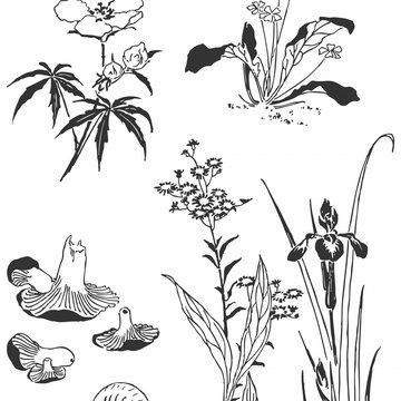 flowers-plants-sketch.jpg