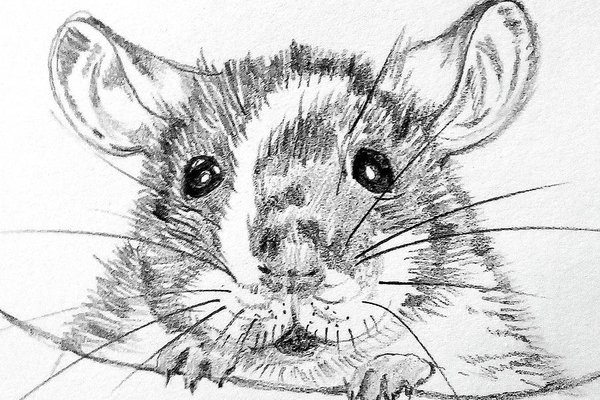 rat-sketch.jpg