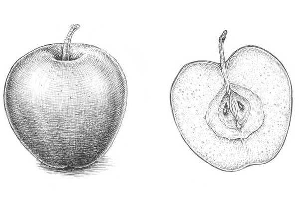 depositphotos_121406270-stock-illustration-set-of-hand-drawn-apple.jpg